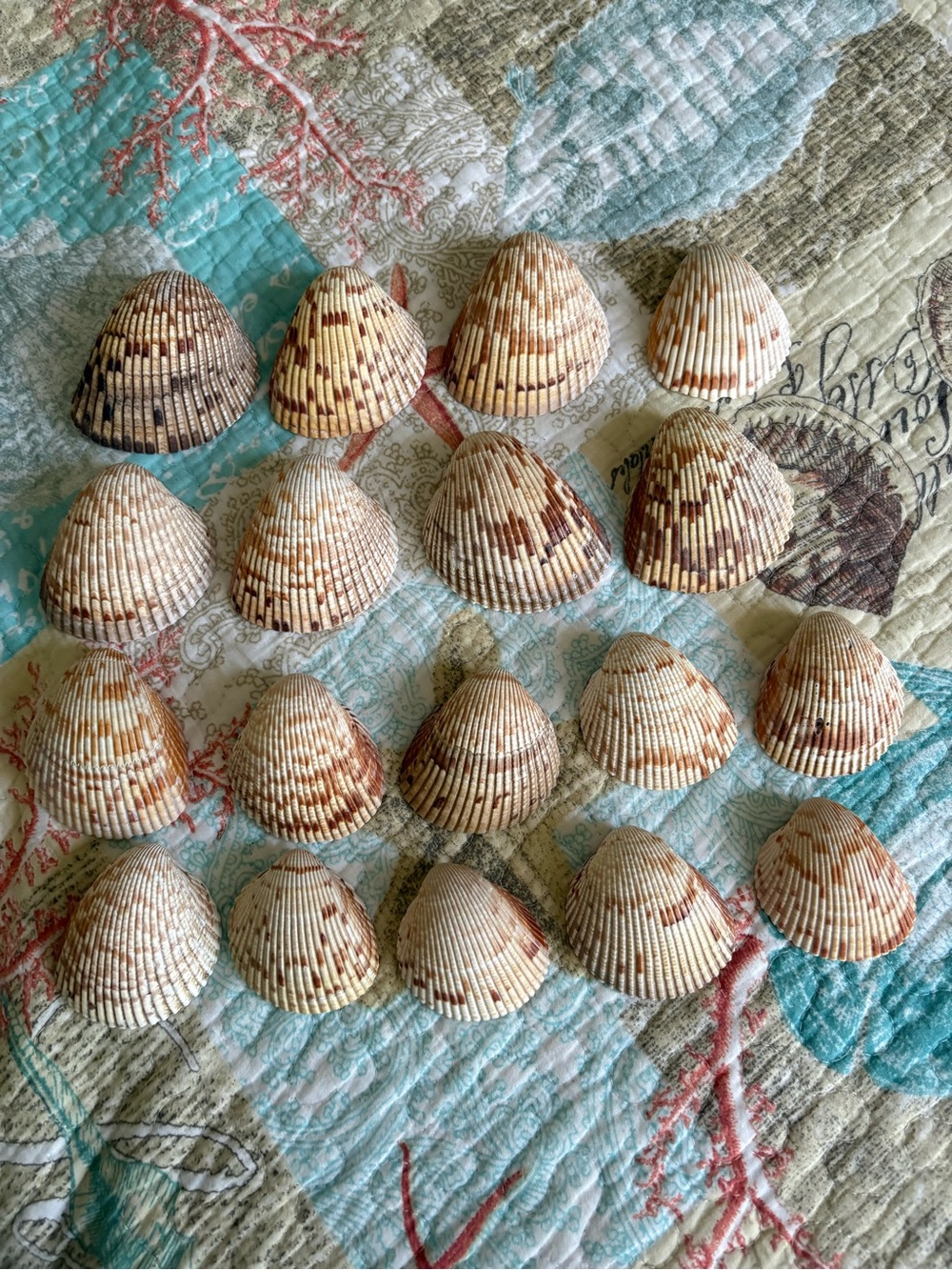 Atlantic Giant Cockle Brown and Cream Seashell Accent Collection - Home Accents